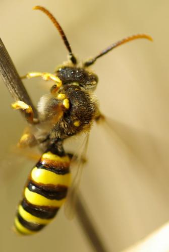 Nomada sp.